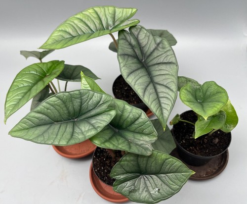 Piante alocasia platinum - alocasia,
